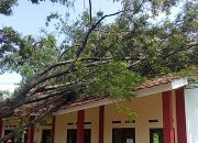Bangunan Madrasah dan Rumah Warga Kurang Mampu Tertimpa Pohon