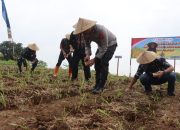 Ketahanan Pangan Polres Kuningan Tanam Benih Jagung di Lahan 22 Hektare 
