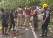 Pohon Tumbang di Jalur Luragung-Cibingbin