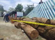 Amankan Barang Bukti, Pelaku Penebangan Tanpa Izin di TNGC Ditangkap Polisi