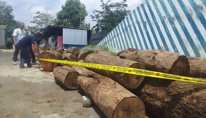 Amankan Barang Bukti, Pelaku Penebangan Tanpa Izin di TNGC Ditangkap Polisi