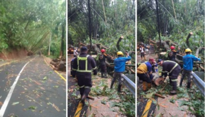 Pohon Tumbang Akibat Angin Kencang