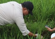 Wahyu Pimpin Pengendalian Hama di Desa Salareuma