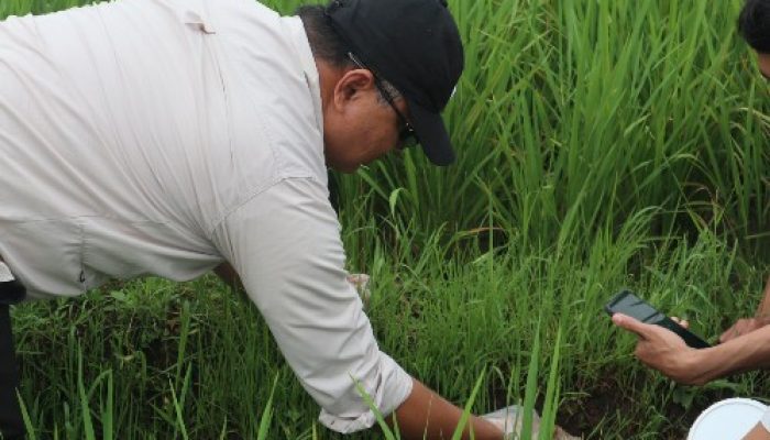 Wahyu Pimpin Pengendalian Hama di Desa Salareuma