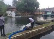 Ikan Dewa Mati di Balong Cigugur Capai 305 Ekor, Dian : Saya Ingin Data Akurat