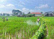 Curah Hujan Tinggi, Potensi Serangan Hama Padi Meningkat