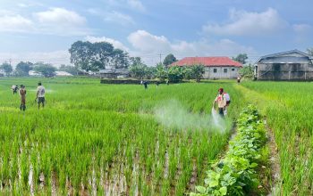 Kuningan Penopang Pangan di Jawa Barat