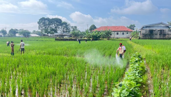 Curah Hujan Tinggi, Potensi Serangan Hama Padi Meningkat
