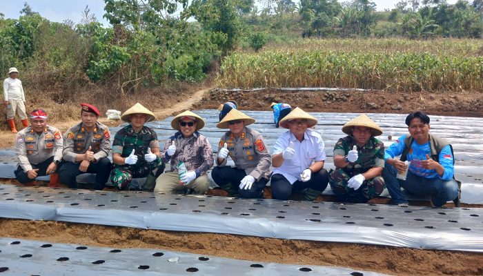 Diskatan Kuningan Usulkan Sarana Pendukung untuk Percepatan Budidaya Bawang Putih