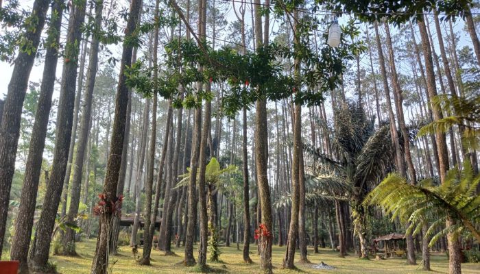 Camping di Pasir Batang Karangsari, Ini Tarif dan Daya Tariknya